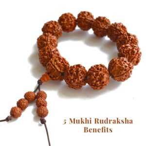 5 Mukhi Rudraksha. Credit: mypoojabix.in